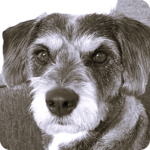 Lilli